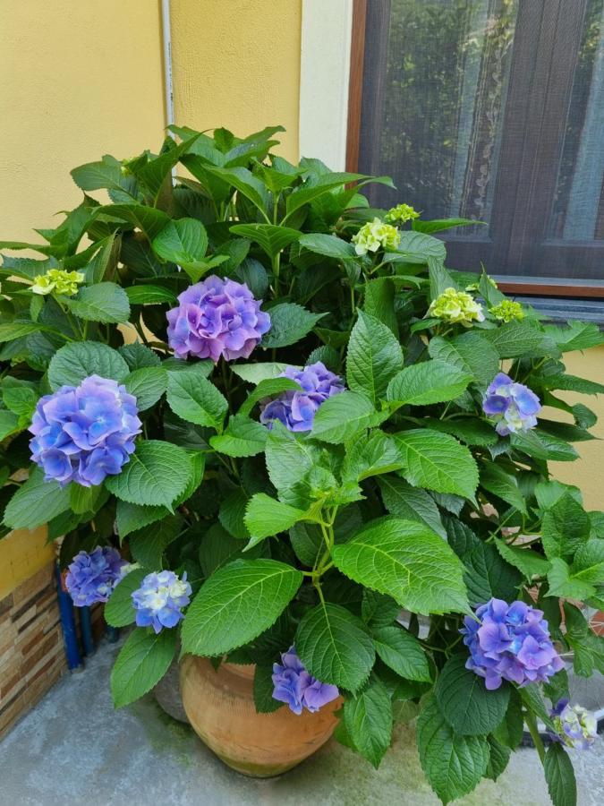 Bed and Breakfast Il Ruscello Maratea Exterior foto